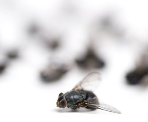 Dead fly, isolated on white