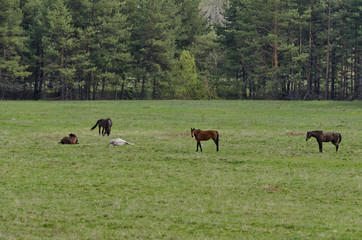 Fototapeta na wymiar Group of horses in field at mountain Plana, Bulgaria