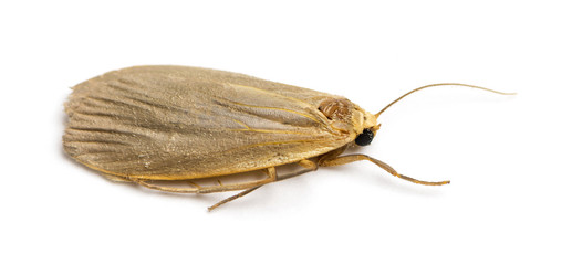 Dead insect, isolated on white