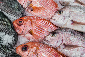 Display Red Snapper and Tilapia