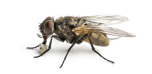 Side view of a dirty Common housefly with larva, Musca domestica