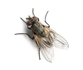Foto op Plexiglas Dirty Common housefly viewed from up high, Musca domestica © Eric Isselée