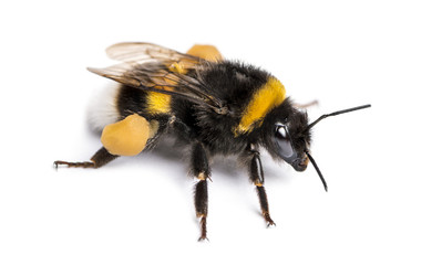 Buff-tailed bumblebee, Bombus terrestris, isolated on white - obrazy, fototapety, plakaty