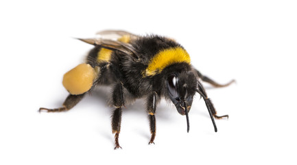 Buff-tailed bumblebee, Bombus terrestris, isolated on white