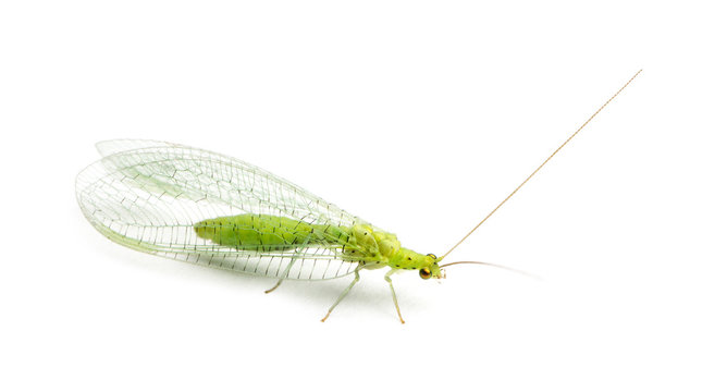 View from up high of a Common green lacewing, Chrysoperla carnea