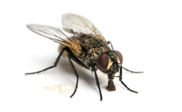 Dirty Common housefly eating, Musca domestica, isolated on white