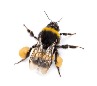 View from up high of a Buff-tailed bumblebee, Bombus terrestris