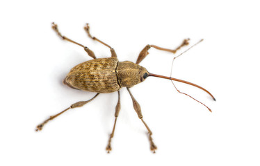 View from up high of a Acorn weevil, Curculio glandium, isolated © Eric Isselée