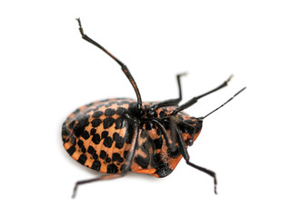 Italian Striped-Bug lying on the back, struggling