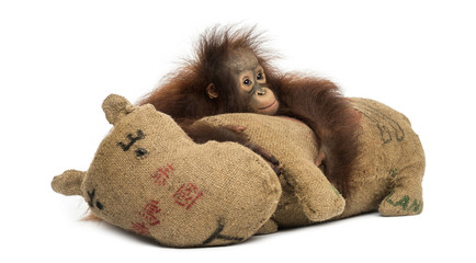 Young Bornean orangutan hugging its burlap stuffed toy - obrazy, fototapety, plakaty