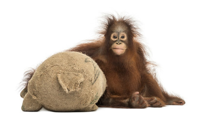 Front view of a young Bornean orangutan hugging its burlap stuff