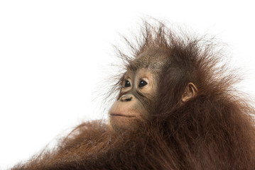 Close-up of a young Bornean orangutan's profile, looking away © Eric Isselée