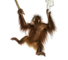 Fototapeta premium Young Bornean orangutan hanging on to a branch and rope
