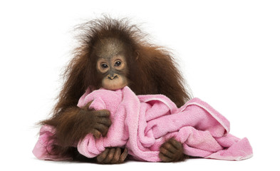 Young Bornean orangutan lying, cuddling a pink towel © Eric Isselée
