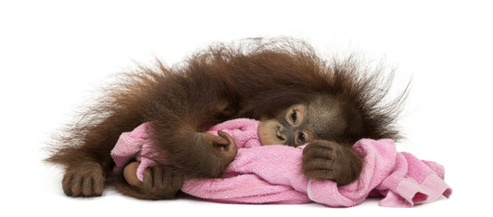 Naklejka premium Young Bornean orangutan tired, lying and cuddling a pink towel