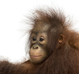Close-up of a young Bornean orangutan, looking away © Eric Isselée