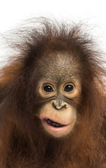 Fototapeta premium Close-up of a young Bornean orangutan making a face