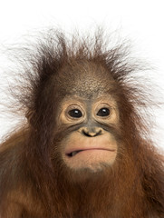 Naklejka premium Close-up of a young Bornean orangutan making a face