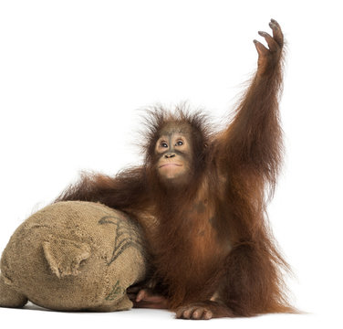 Young Bornean orangutan with its burlap stuffed toy, reaching up