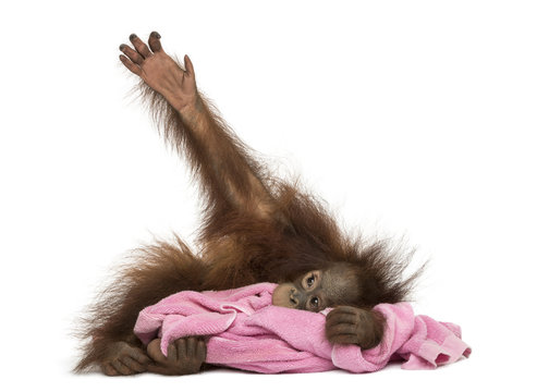Young Bornean orangutan lying, cuddling a pink towel