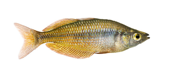 Side view of an Eastern Rainbowfish, Melanotaenia splendida