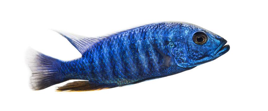 Fototapeta Side view of an Electric Blue Hap, Sciaenochromis ahli, isolated