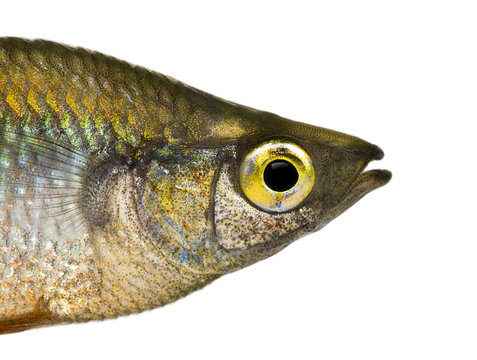 Close-up of an Eastern Rainbowfish's profile
