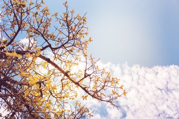 Tree and sky in countryside