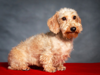 wire-haired dachshund dog