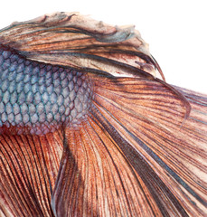 Close-up of Siamese fighting fish's caudal fin, Betta splendens