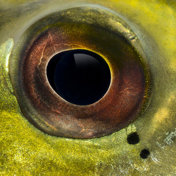 Close-up of a fresh water aquarium fish's eye