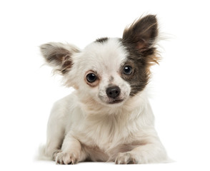 Chihuahua lying, looking at the camera, isolated on white