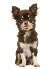 Chihuahua sitting, looking at the camera, isolated on white