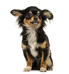 Chihuahua sitting, looking away, isolated on white