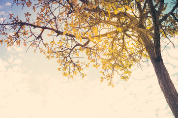 Tree and sky in countryside