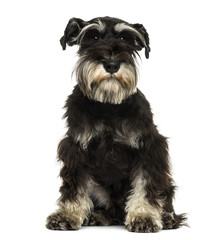 Front view of a Miniature Schnauzer sitting