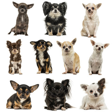 Composition of Chihuahuas, isolated on white