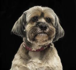 Close-up of a Lhasa apso, on a black background