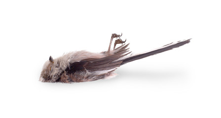 Deceased long-tailed tit