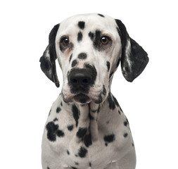 Close-up of a Dalmatian, 1 year old, isolated on white