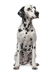 Dalmatian sitting, looking away, 1 year old, isolated on white