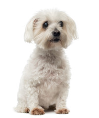 Old Maltese dog with cataract, sitting, looking away