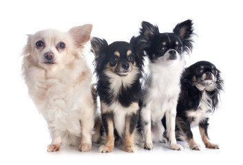 four chihuahuas