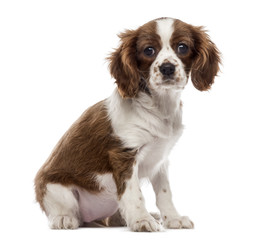 Cavalier King Charles Spaniel puppy sitting