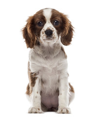 Front view of a Cavalier King Charles Spaniel puppy sitting