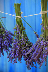 Lavender herbs drying in the garden