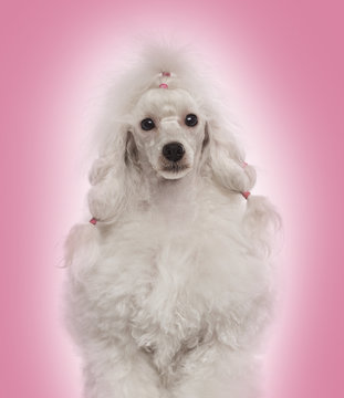 Close-up of a Poodle facing the camera, on a pink background