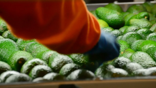 Hass avocados in packaging line
