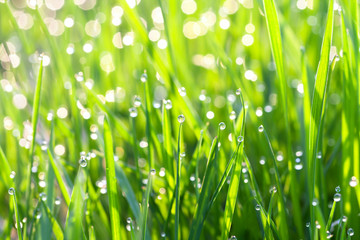 green grass on a lawn with dew drops