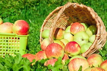 harvesting of red juicy ripe apples